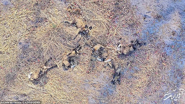 تصاویر حیات وحش آفریقا از بالا/ زرافه ای که به پهپاد خیره شده